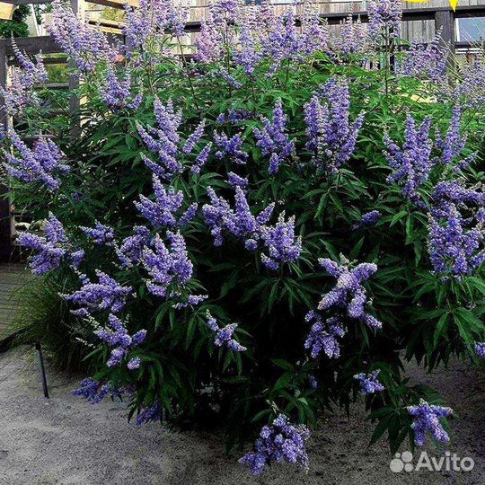 Витекс священный саженцы почта /сдек