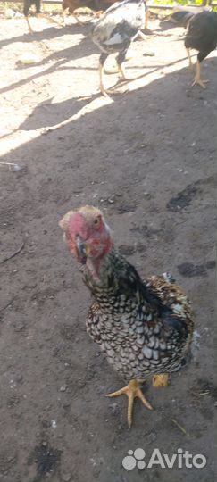 Молодые бойцовские петушки куланги и малайские