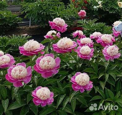 Пион Кора Стабс