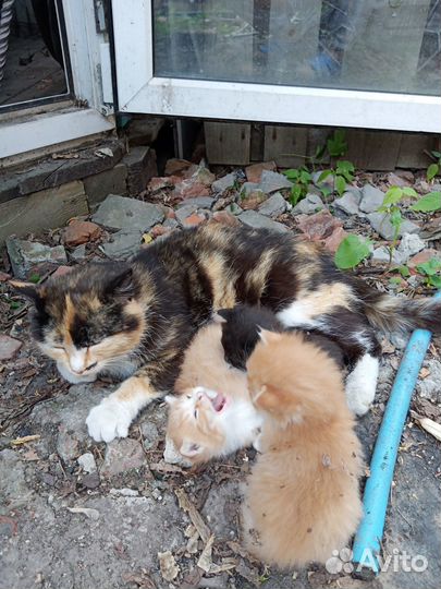 Котята в добрые руки. Родились в конце мая