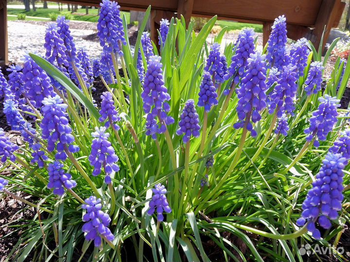 Мускари (первоцвет)