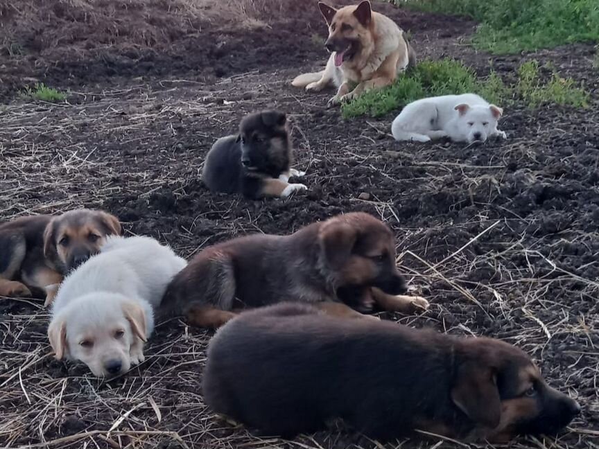 Продам щенков немецкой овчарки