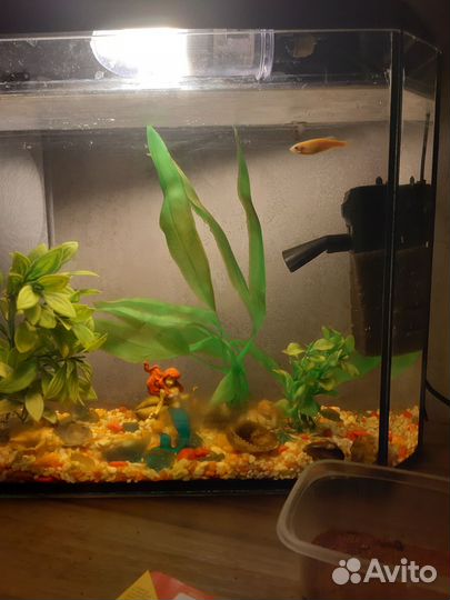 Аквариумные рыбки