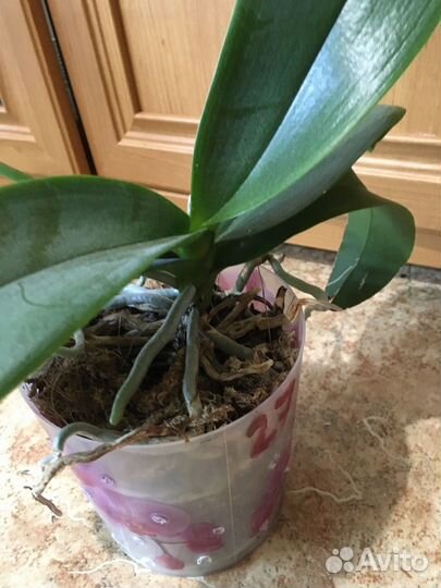 Орхидея Пульсация