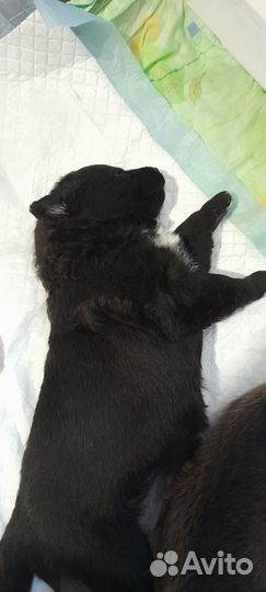 Домашние детки