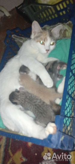 Отдам кошку с котятами