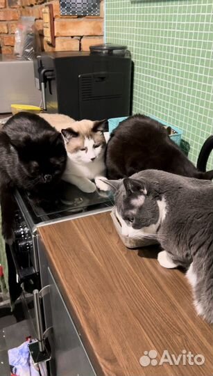 Домашняя передержка кошек / Котоняня