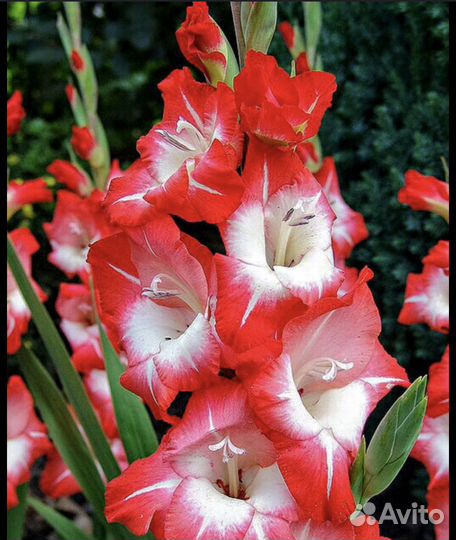 Локовицы гладиолусов