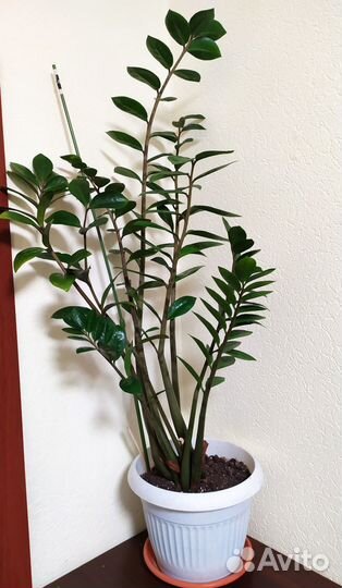 Замиокулькас высота 90 см (долларовое дерево)