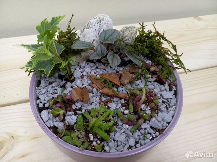 Флорариум суккуленты