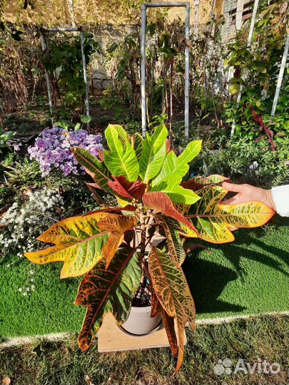 Комнатные цветы Кротон