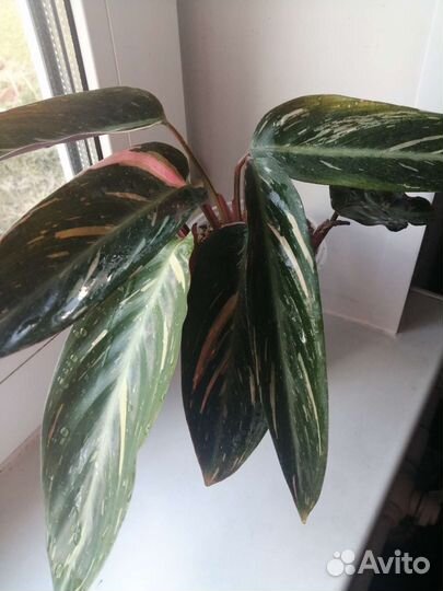 Строманта Страйп стар (Меджик стар)