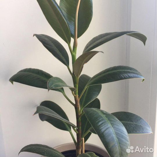 Фикус, Фикус Бенджамина, Филадендрон