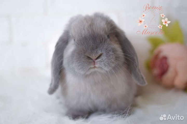 Декоративные карликовые кролики