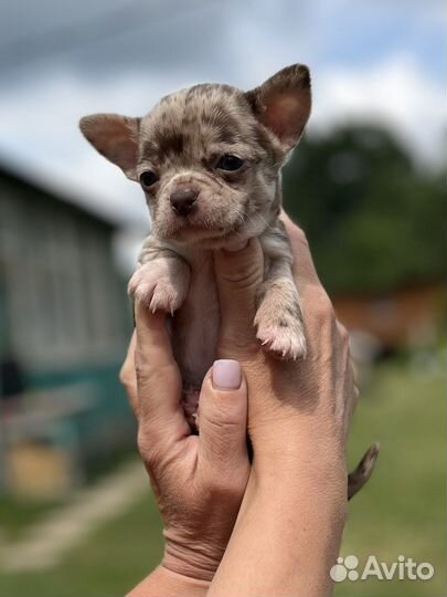 Эксклюзивная девочка чихуахуа