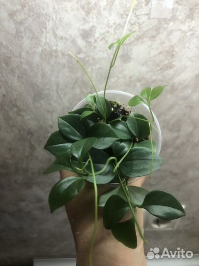 Неоальсомитра каудексная лиана, дисхидия