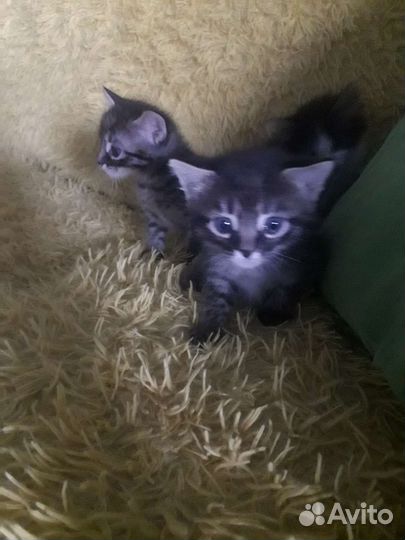 Кошка в дар бесплатно