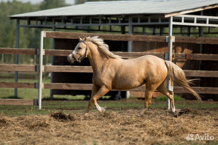 Уэльский пони
