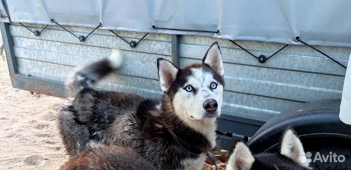 Сибирский хаски