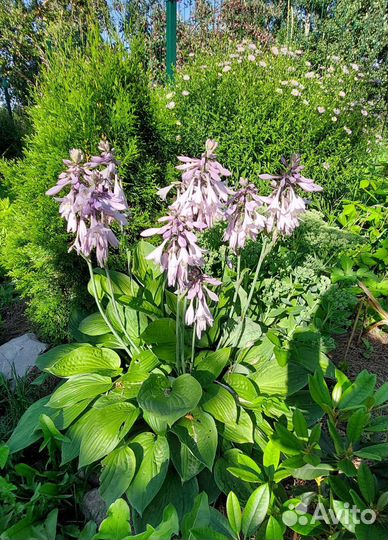 Хоста с желтым краем большой куст