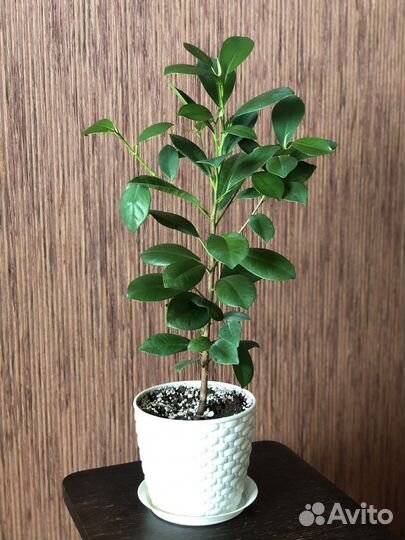 Фикус мокламе