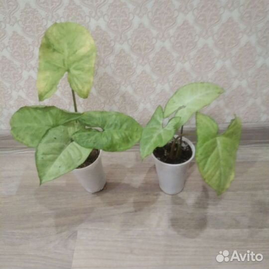 Сингониумы сортовые