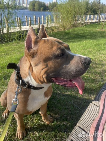 Вязка собак амстафф