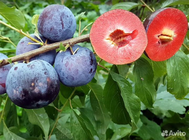 Слива Блэк Даймонд (Black Diamond) Саженцы 2 года