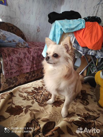 Вязка кобель чихуахуа