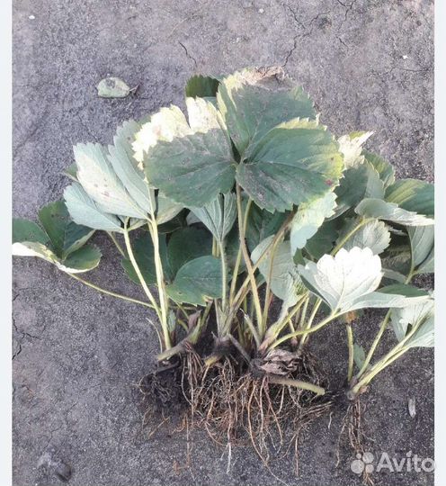 Рассада клубники купчиха