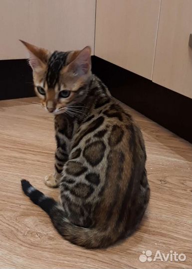 Бенгальский кот