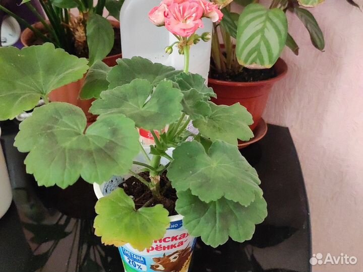 Пеларгония герань