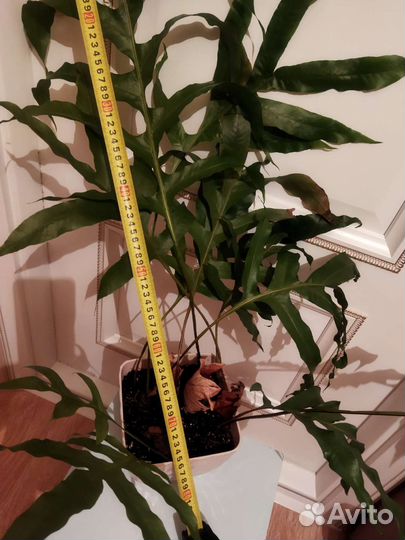 Папоротник Дринария дуболистная