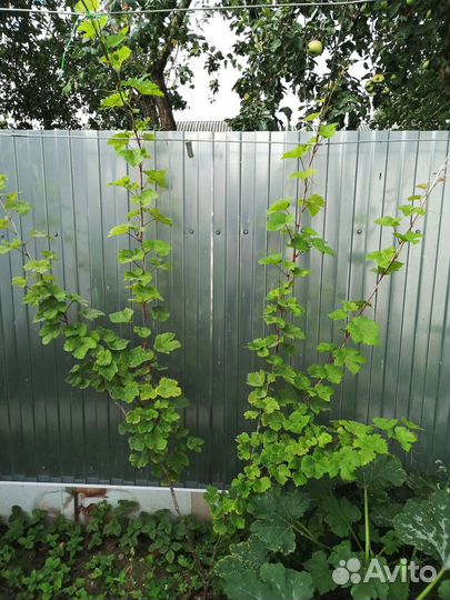 Виноград Кристалл