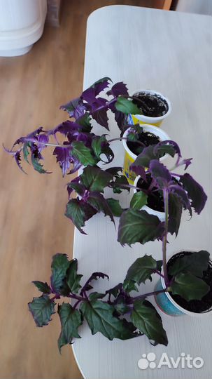 Продам цветы комнатные