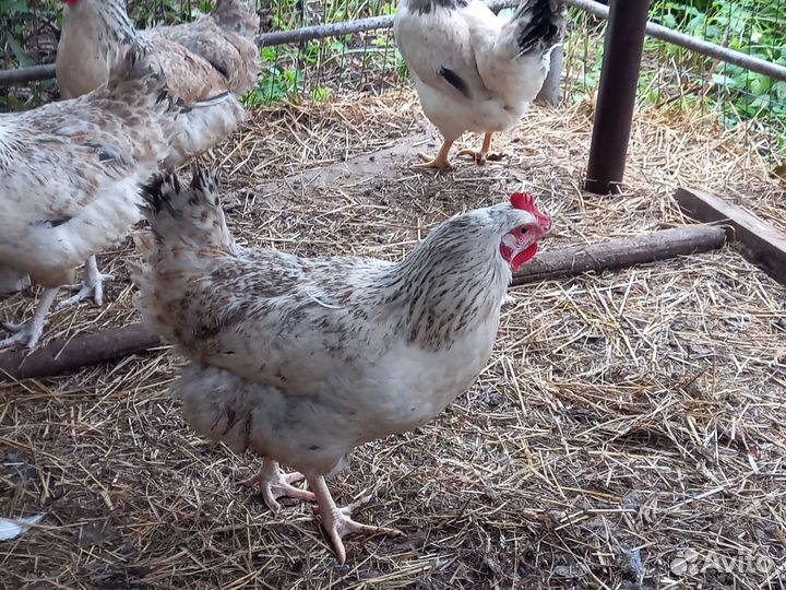 Куры молодки