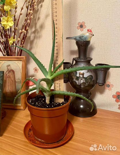 Алоэ столетник