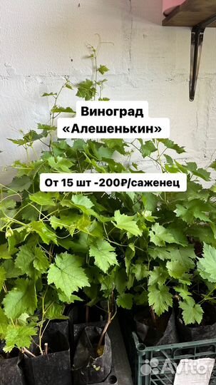 Саженцы винограда