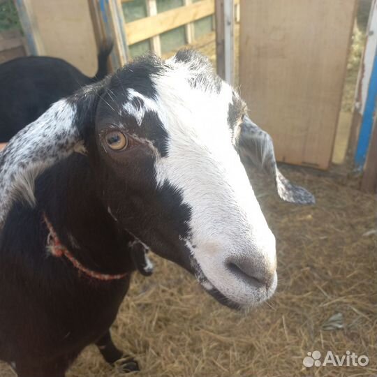 Козы дойные
