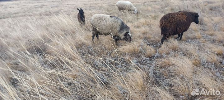Баран. Романовский на племя