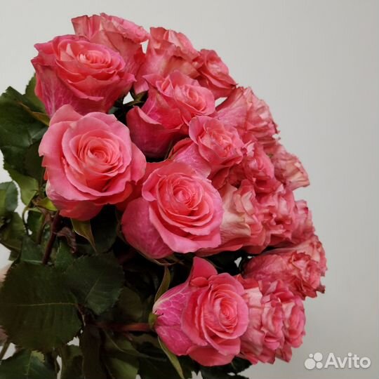 Роза Эквадор