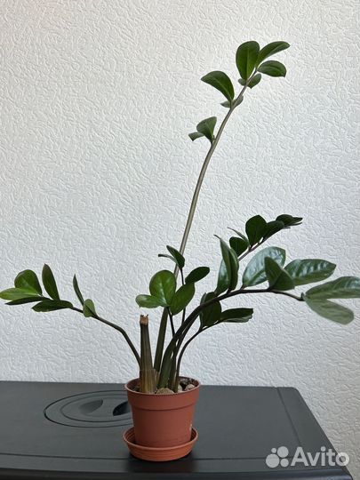 Замиокулькас