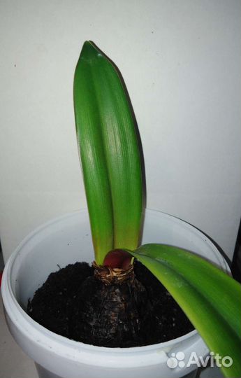 Гиппеаструм