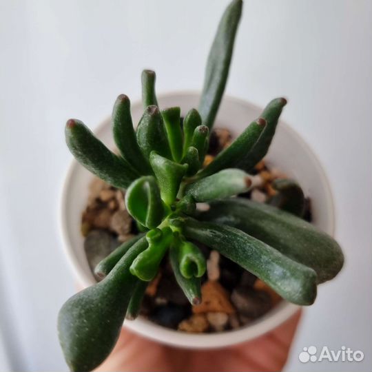 Крассула Овата Коралл