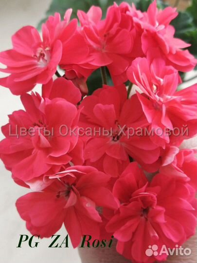 Пеларгония сортовая