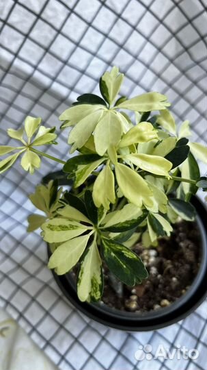 Шефлера жанин