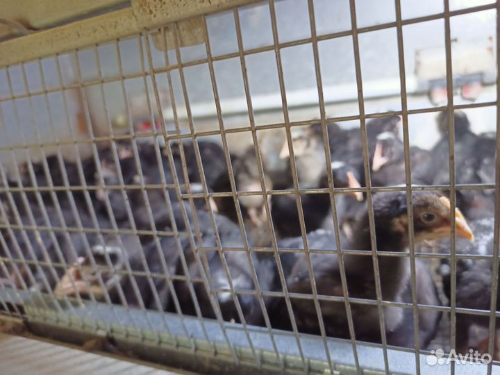 Цыплята Гризбар