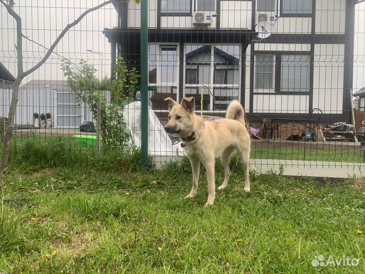 Метис бельгийской овчарки в добрые руки 1 год