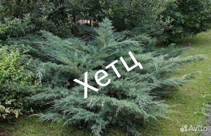 Укорененные черенки