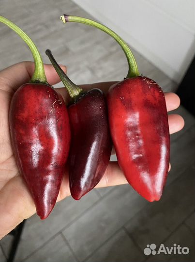 Семена острого перца
